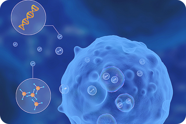 蛋白质免疫印迹（WB）